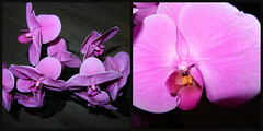 Orchid, April, 2022