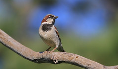 moineau domestique-house sparrow