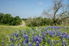 Texas Bluebonnets for Earth Day