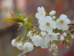 Spring flowers in Świdnica.