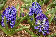 Blooming Hyacinths