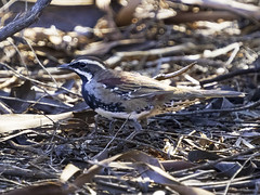 Psophodidae - Whipbirds, Wedgebills & Quail-thrushes