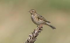Meadow Pipits