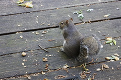 4-21-2022 Eastern Gray Squirrel (Sciurus carolinensis)- Postpartum "Miss Pots" Enjoying An Almond