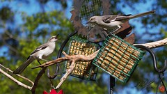 Backyard birdwatching (April 2022)