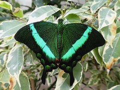Machaon émeraude - Emerald Swallowtail