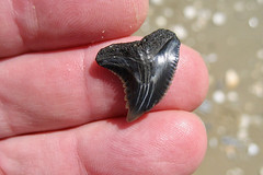 Large Shark's Tooth