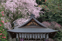 京都・春 in 2022