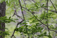 4-21-2022 Black-throated Green Warbler (Setophaga virens)