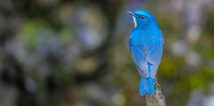 Himalayan bluetail 藍眉林鴝 YNBR13