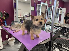 Chester goes to the Salon