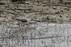Marsh Sandpiper