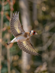 Goldfinch  
