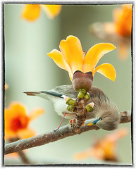灰頭椋鳥 Sturnia malabarica