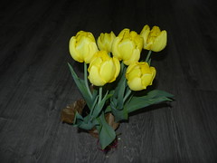 Yellow Indoor Tulips, April'22