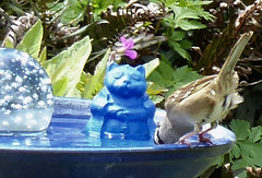 Blue Bird Bath