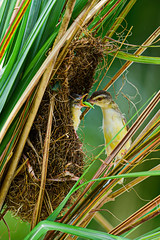 褐頭鷦鶯 Prinia inornata