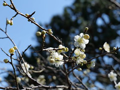 Plum blossoms in full bloom, Asukano, Ikoma @Nara,Feb2022