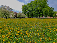 Yellow Dandelions in springtime.
