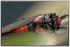 黑翅蟬 Huechys sanguinea