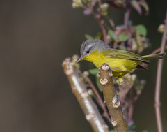 Birds - Warbler 