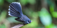 White-throated fantail 白喉扇尾鹟 YNBR24