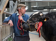 Skipton Auction Mart: Show and Sale of British Blue Cattle, 29/04/22