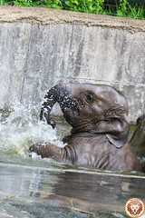 Besuch Nr. 920. am 27-04-2022 in Köln (Zoo)