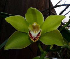 orchid hybrids i've bloomed #17
