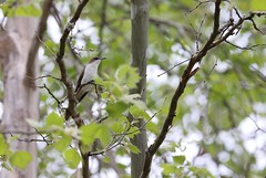 4-30-2022 Black-billed Cuckoo (Coccyzus erythropthalmus)- Lifer