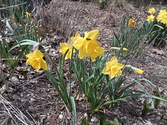 Early Spring Flowers, Apr.'22
