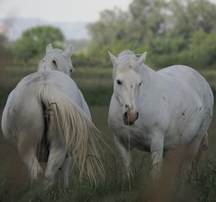 Les chevaux