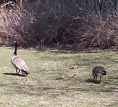 Canada Geese Goslings, Apr.29'22