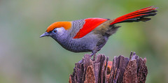 Red-tailed laughingthrush 赤尾噪鹛 YNBR31