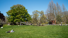Spring time romance at the Arnold Arboretum Park