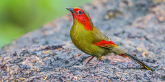 Red-faced liocichla 红翅藪鹛 YNBR28