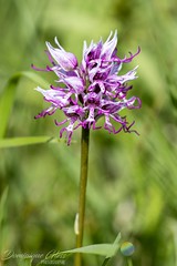 Orchis singe - Monkey orchid