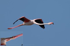 Flamant rose - Greater Flamingo (Phoenicopterus roseus)