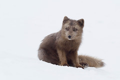Iceland - Arctic Fox