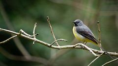 -Grey Wagtails