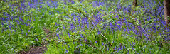 Bluebells St.Ives Woodland Bingley
