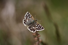 Sussex Butterflies