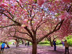 Brooklyn Botanic Garden, Spring  2022