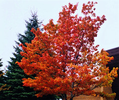 Various autumn scenes