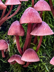 Fungi, Moss, Lichen: Victoria