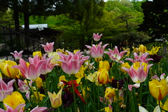 Tulips1, US National Arboretum