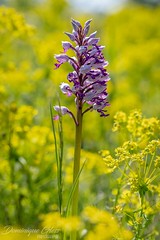 Orchis militaire - Military orchid