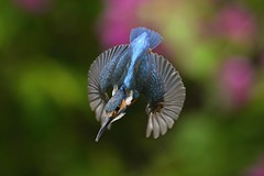 翠鳥 Common Kingfisher