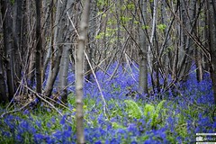 King's Wood blue bells May 22