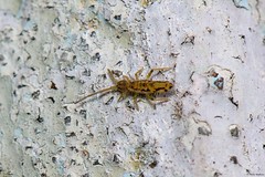 Entognatha - Springtails, Bristletails and Coneheads